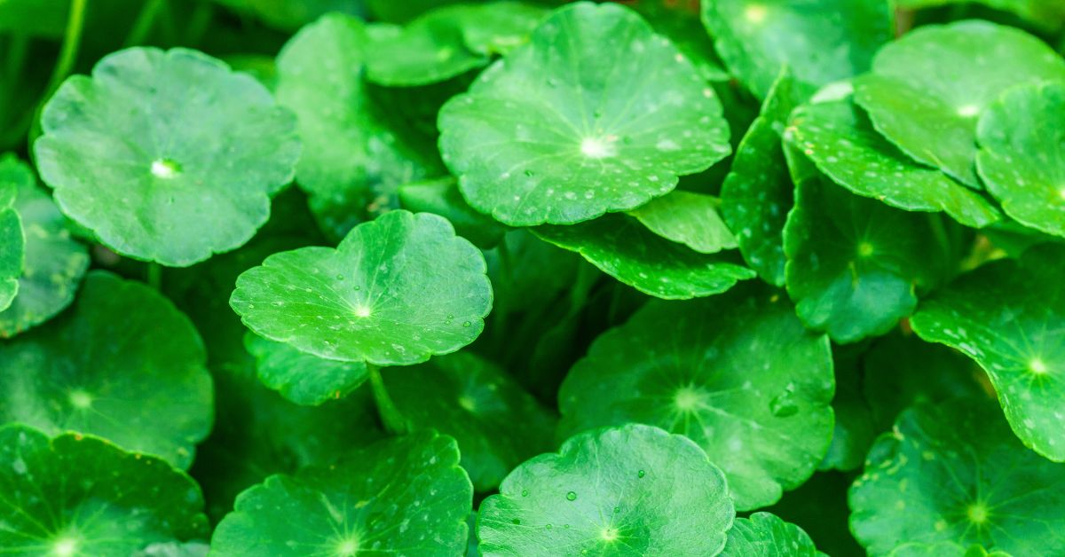 Centella Asiatica, vagy ázsiai gázló a legkíválóbb alapanyaga a koreai kozmetikumoknak.