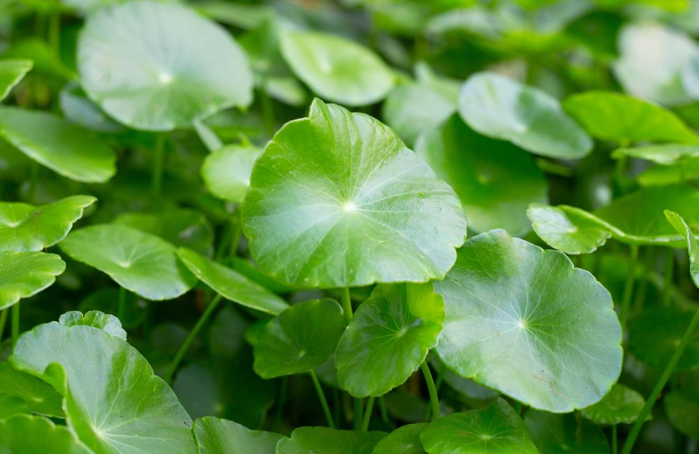 Centella Asiatica a kozmetikumokban - ázsiai gázló a szép bőrért.